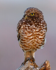 Burrowing Owl