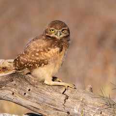 Burrowing Owl