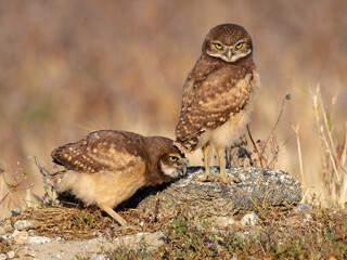 Burrowing Owl