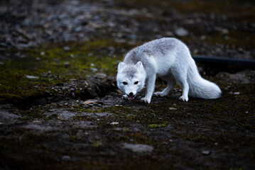 lis polarny © rubbersoulroad