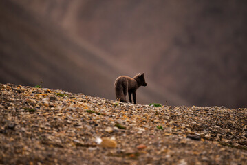 lis polarny © rubbersoulroad