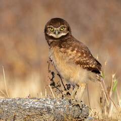 Burrowing Owl