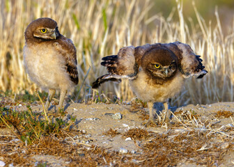 Burrowing Owl