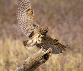 Burrowing Owl