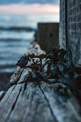 Macro beach