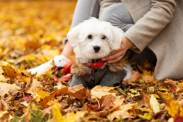 White woman walks Maltese dog in autumn park. Maltipoo wears warm clothing (coat, jacket,hoodie). Fall season. Taking care of little pet. Dog apparel and accessories concept. Horizontal plane
