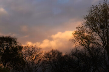 Obraz na płótnie Canvas Tree silhouettes in front of a cloudy sky