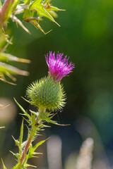 purple thistle flower