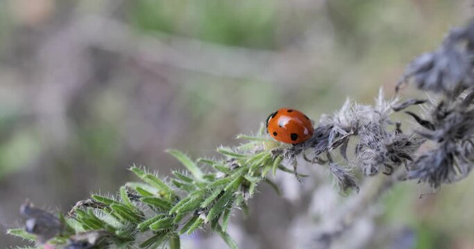 Coccinelle sur une plante 