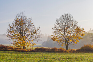 autumn rural landscape covered with morning mist with trees and bushes, in the foreground two trees with partially fallen yellow colored leaves, autumn mood
