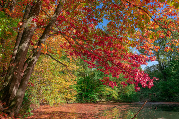 Der Herbst ist die schönste Jahreszeit.