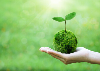 Growing tree on Green Globe in human hand. Green Sunny background with bokeh. Earth Day or World...
