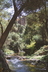 Fototapeta premium river in the forest