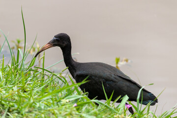 Photograph of a Bare-faced ibis, found in Canoas, Rio Grande do Sul, Brazil.	
