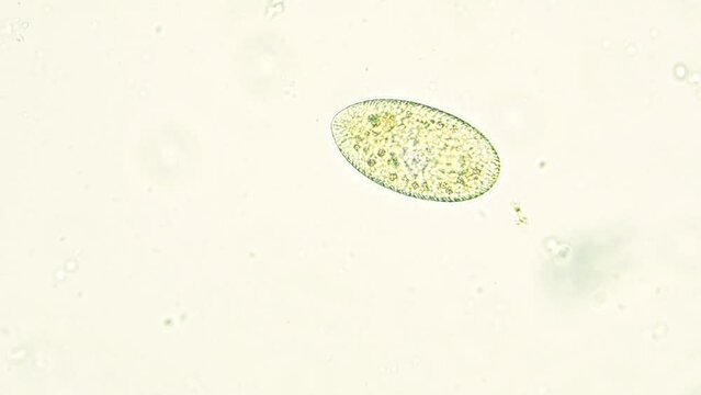 paramecium under microscope 40x