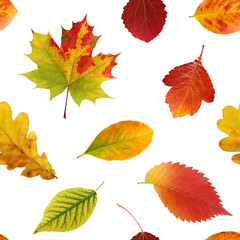 Seamless pattern, autumn leaves on a white background. Fallen leaves of oak, maple, hawthorn, aspen, elm.