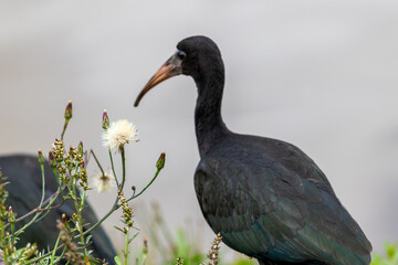 Photograph of a Bare-faced ibis, found in Canoas, Rio Grande do Sul, Brazil.	