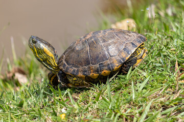 Photograph of a beautiful turtle.	