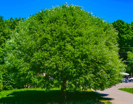 Big lush beautiful green tree. painting imitation