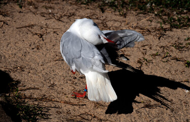 Obraz premium Pacific Gull (Larus pacificus)