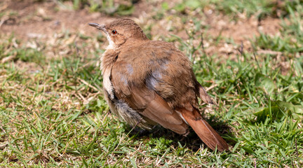 Photograph of a Rufous hornero found in Canoas, Rio Grande do Sul, Brazil.	