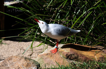 Pacific Gull (Larus pacificus)