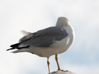 seagull on the beach