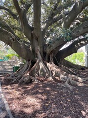 Buenos Aires, Argentina: Eco Parque Interactive Ecological Park, ex Buenos Aires Zoo. Rubber fig's big smooth green leaf