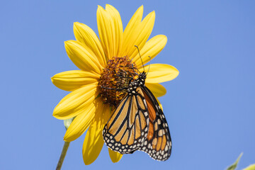 A monarch butterfly gathers nectar and pollen from a common sunflower on a sunny autumn day in...