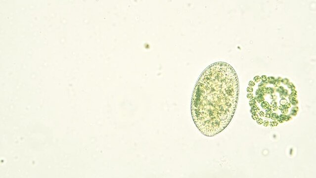 Paramecium ciliate float in the water seen under optical microscope. 40x objective