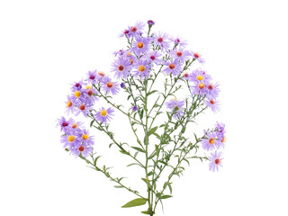 Purple aster flowers isolated on white