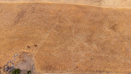 aerial views of cereals