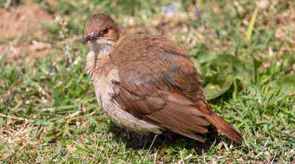 Photograph of a Rufous hornero found in Canoas, Rio Grande do Sul, Brazil.