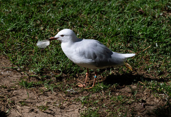 Pacific Gull (Larus pacificus)