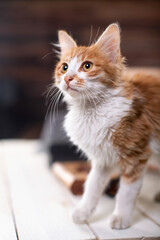 Fototapeta premium Curious and cute yellow tabby kitten walking on the table, hiding in the wooden crate on the table and playing
