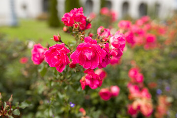 Roses in the garden close-up. A group of roses with green leaves in the garden. Pink roses in a flower bed. Pink flowers in the garden.