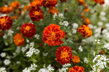 Marigolds are blooming in a flower bed. Orange marigold flowers in close-up. Orange flowers in the garden.