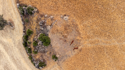 aerial views of cereals