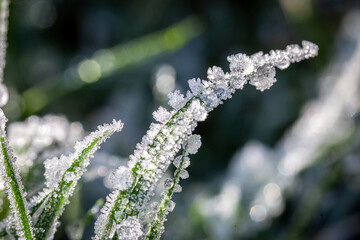 Ice on grass on a winter's morning, with a shallow depth of field