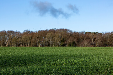 Looking out over Sussex farmland with green winter crops, and woodland behind