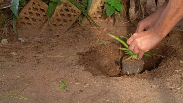 planting a chlorophytum comosum, over a hole in a home garden, a gardener's hands shovel soil over the contour of the plant