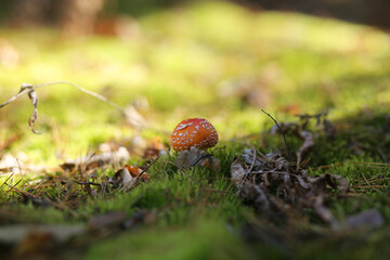 A small red fly agaric grow on moss in a pine forest.