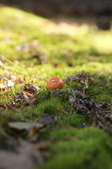 The small poisonous red fly agaric contains a toxic substance - ibotenic acid. It grows on moss in a pine forest.