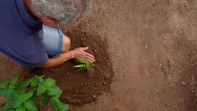 gardener moving soil with a small rake, planting a plant, overhead view, copy space on the right