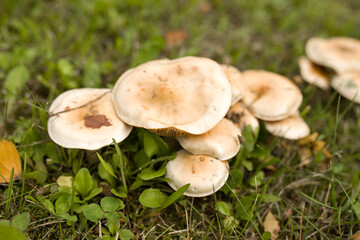 Mushrooms in the forest. Mushrooms in the grass. A group of beautiful mushrooms. 