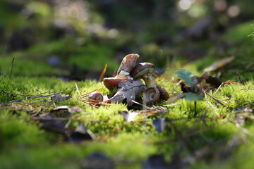 Small boletus along with acorns are on a wet green moss.