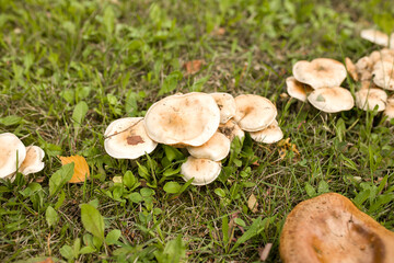 Mushrooms in the forest. Mushrooms grow on the ground. Mushrooms on the grass. Picking mushrooms in the forest. Mushrooms in the grass.