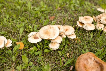 Mushrooms in the forest. Mushrooms grow on the ground. Mushrooms on the grass. Picking mushrooms in...