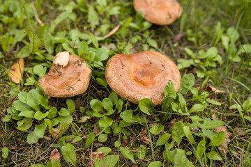 Mushrooms in the grass. Mushrooms grow in the forest. Small mushrooms in a clearing. 