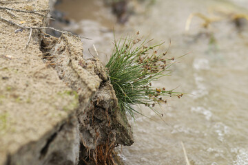 A tuft of grass grows on the steep bank of the lake and will soon slide into the water.